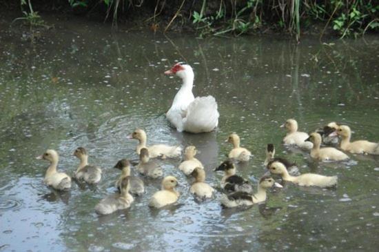 Pousada Recanto Das Aves Hotel Socorro  Exterior photo